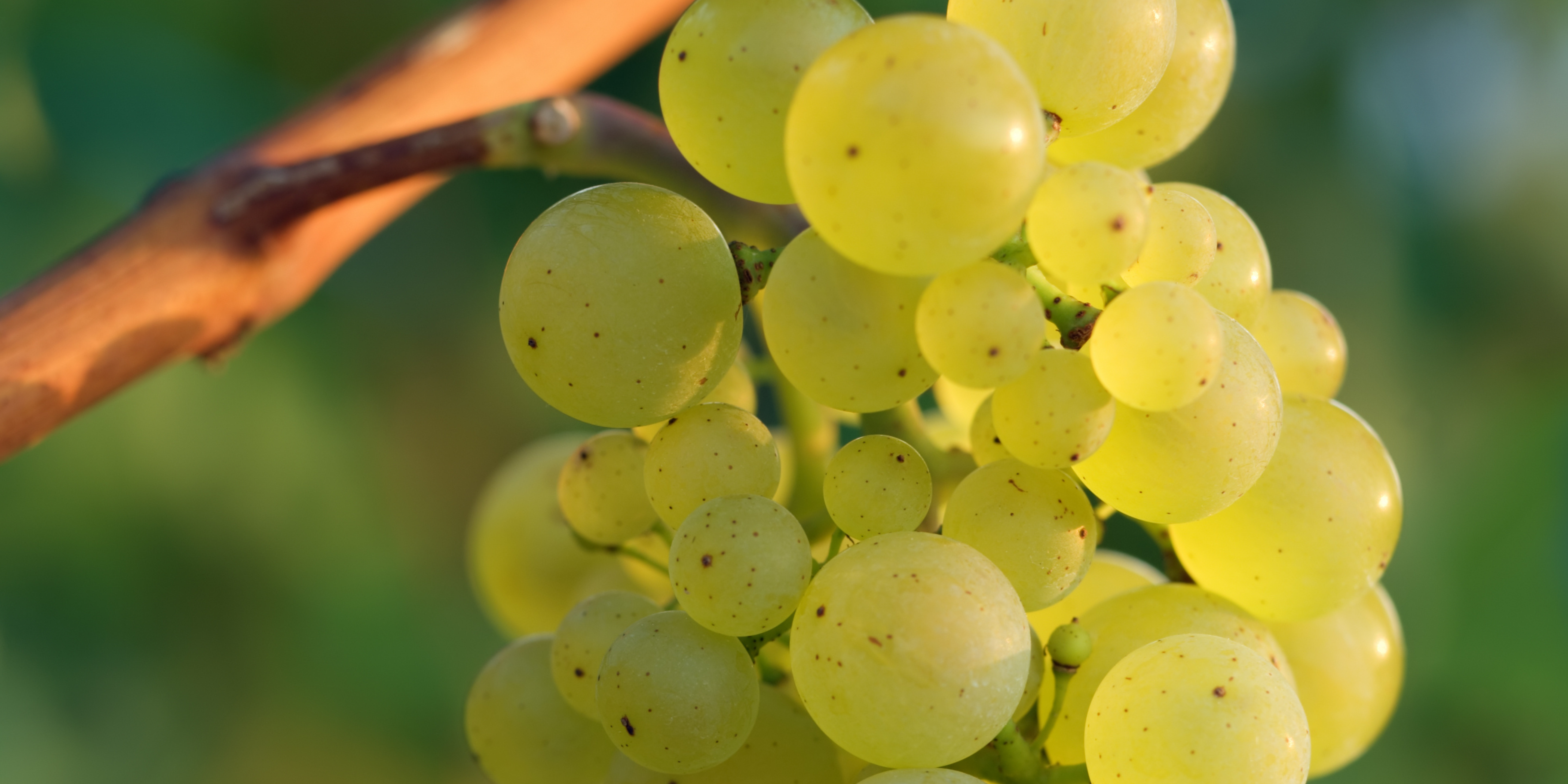 Arneis: alles over de eigenzinnige witte druif uit Piemonte