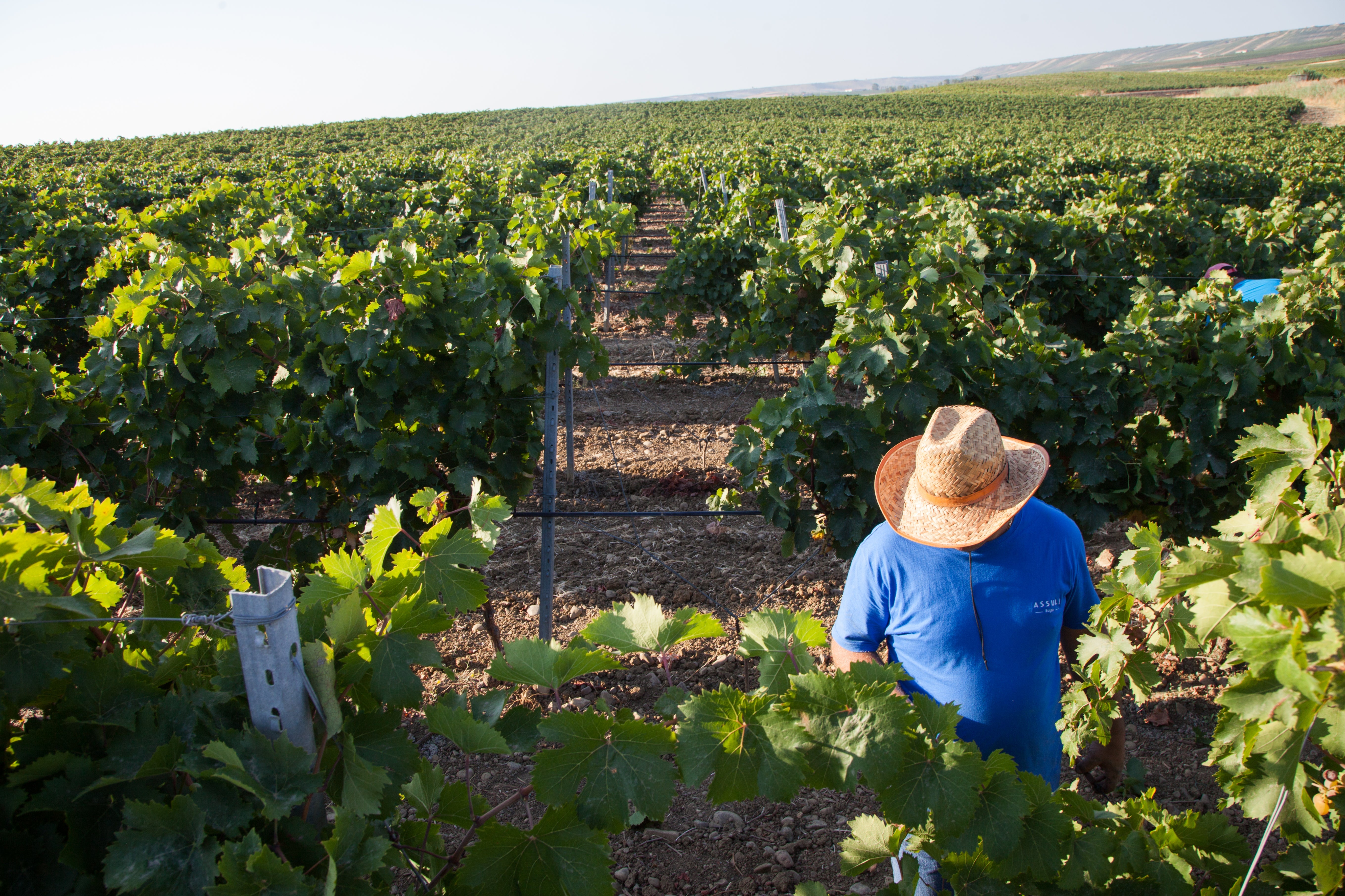 Siciliaanse zon in je glas