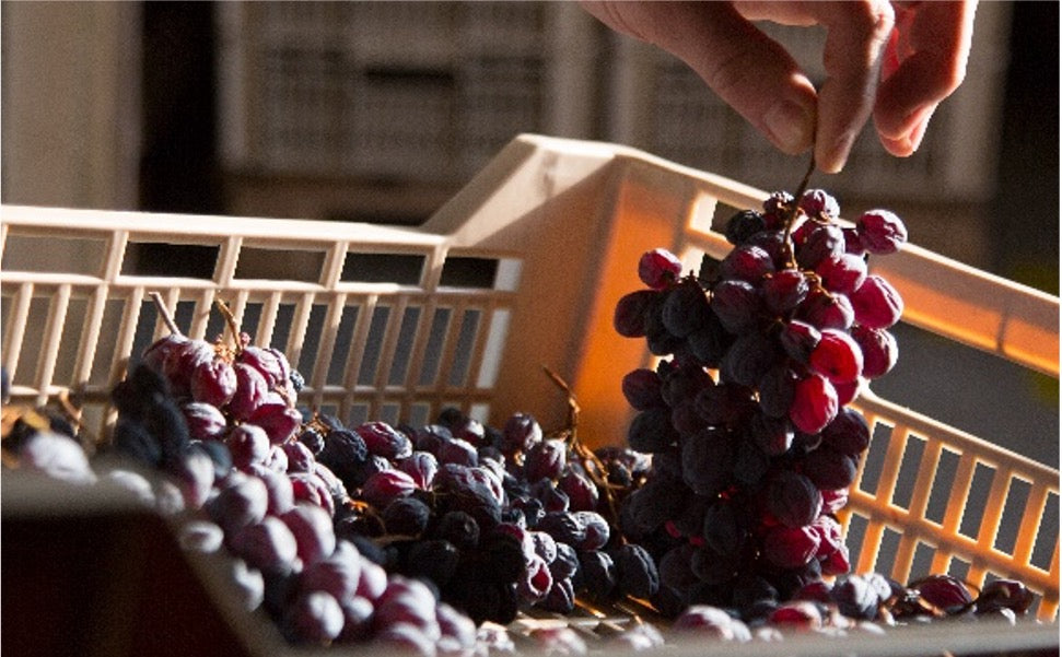 Amarone: de krachtpatser uit Noord-Italië